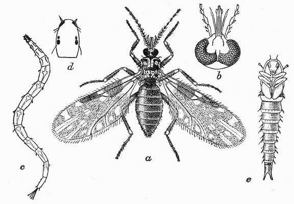 Culicoides guttipennis - (a) adult, (×15) (b) head of same (c) larva (d) head (e) pupa