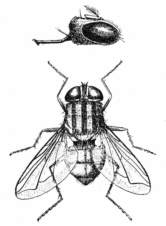Chrysomyia macellaria.jpg