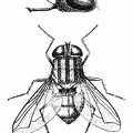 Chrysomyia macellaria