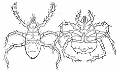 Harvest mites. (Larvæ of Trombidium)