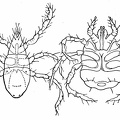 Harvest mites. (Larvæ of Trombidium)