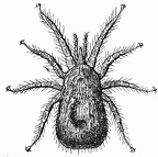 Dermanyssus gallinæ, female