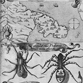 Some early medical entomology.jpg