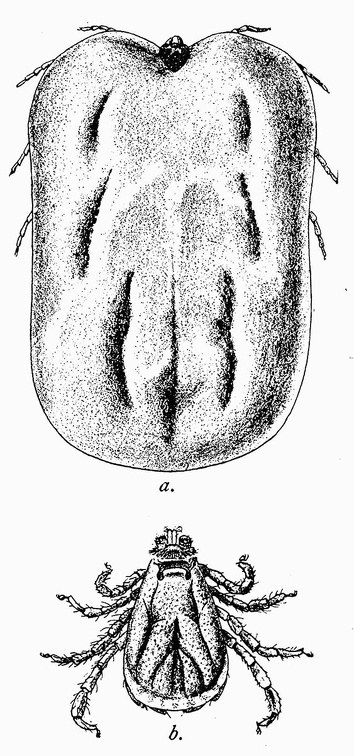 The cattle tick (Boophilus annulatus). (a) Female; (b) male.jpg