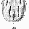 The cattle tick (Boophilus annulatus). (a) Female; (b) male