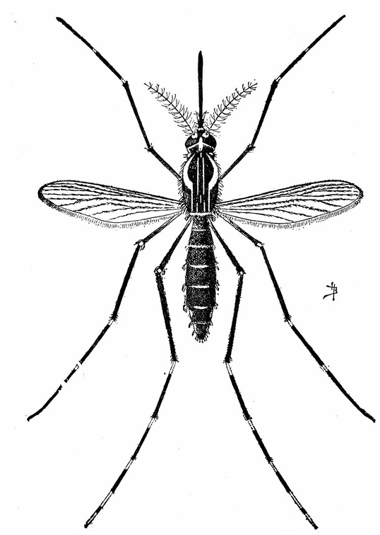 The yellow fever mosquito (Aëdes calopus).jpg