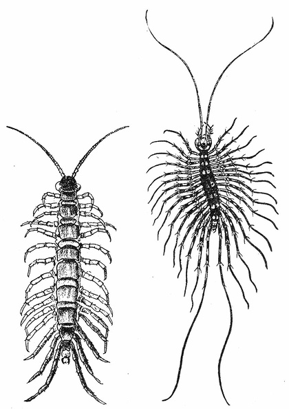 Two common centipedes.jpg