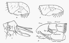 Head and pronotum of (a) dog flea; (b) of cat flea; (c) of hen flea (d) Nycteridiphilus (Ischnopsyllus) hexactenus