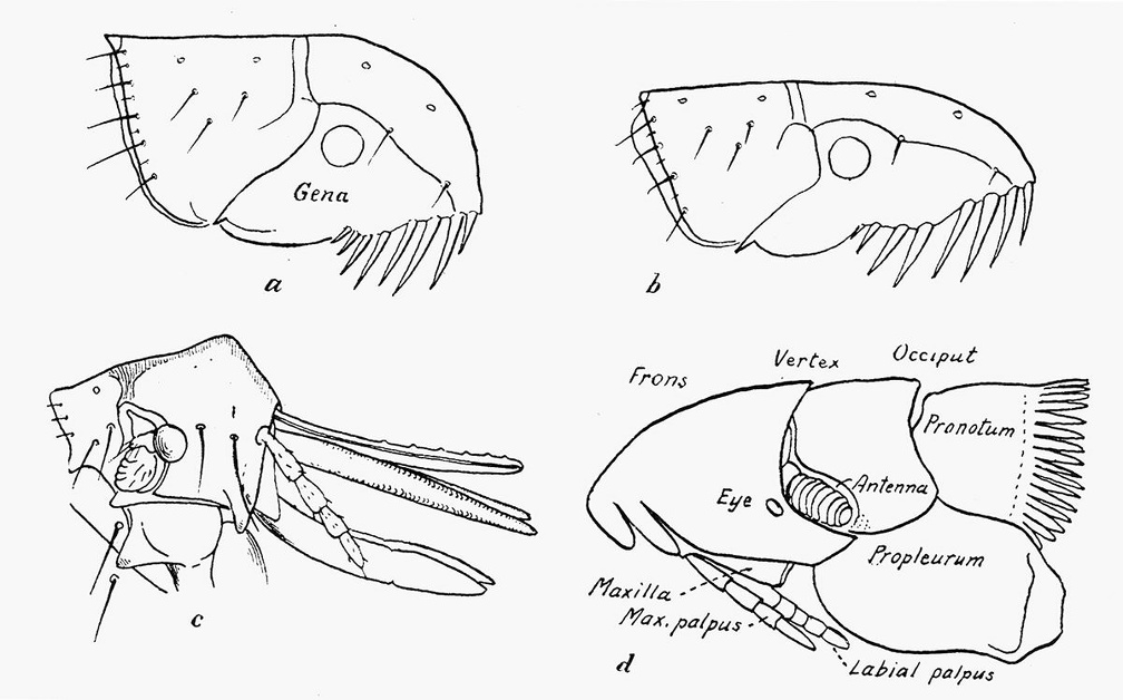 Head and pronotum of (a) dog flea; (b) of cat flea; (c) of hen flea (d) Nycteridiphilus (Ischnopsyllus) hexactenus.jpg