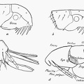 Head and pronotum of (a) dog flea; (b) of cat flea; (c) of hen flea (d) Nycteridiphilus (Ischnopsyllus) hexactenus