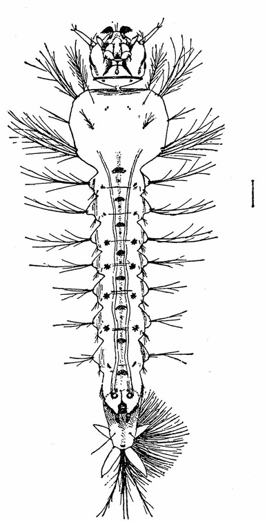 Larva of Anopheles.jpg