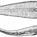 Linguatula. (a) larva; (enlarged). (b) adult; (natural size)