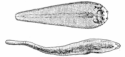 Linguatula. (a) larva; (enlarged). (b) adult; (natural size)