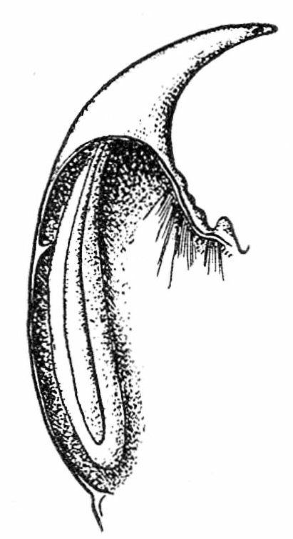 Mandible of Scolopendra cingulata showing venom gland.jpg