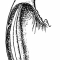 Mandible of Scolopendra cingulata showing venom gland