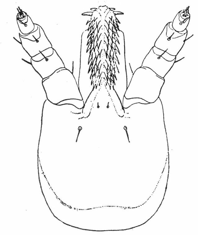 Otiobius (Ornithodoros) megnini, head of nymph