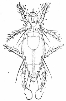 Pediculoides ventricosus, female