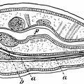 Pediculus showing the blind sac (b) containing the mouth parts (a) beneath the alimentary canal (p)