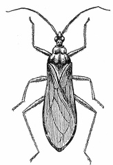 Reduvius (Opsicœtus) personatus