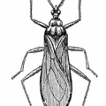 Reduvius (Opsicœtus) personatus.jpg