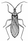 Reduvius (Opsicœtus) personatus