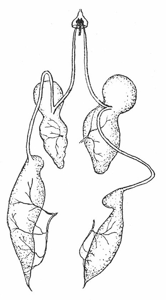 Salivary glands of Notonecta maculata.jpg