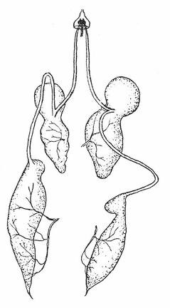 Salivary glands of Notonecta maculata
