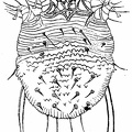 Sarcoptes scabiei, female