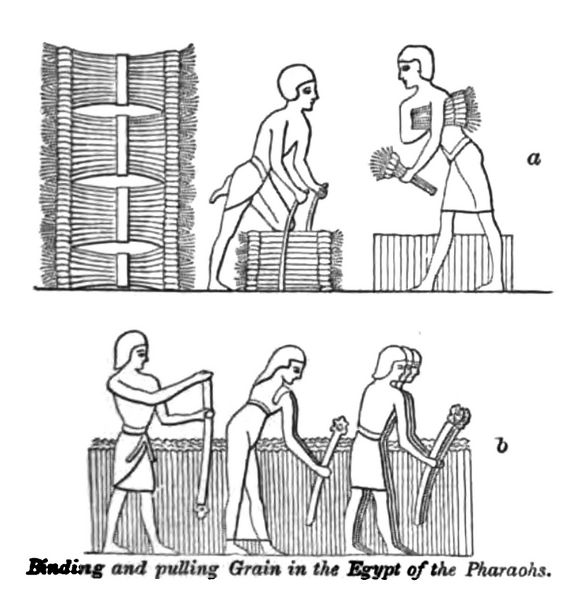 Binding and pulling grain in the Egypt of the pharaohs.png