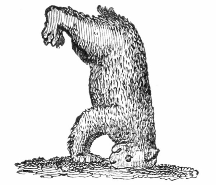 A Bear standing on his Head.jpg