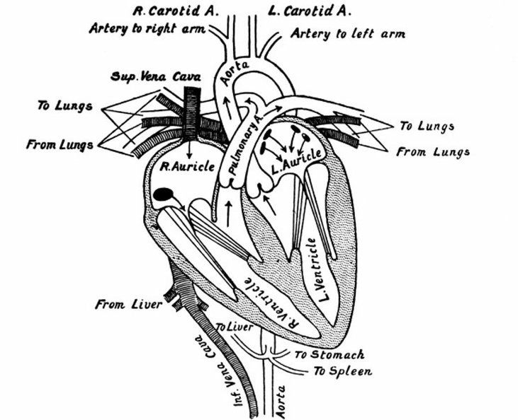 The Heart cut in the Plane of its Long Axis, and the Vessels which open into and out of it