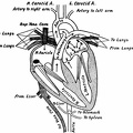 The Heart cut in the Plane of its Long Axis, and the Vessels which open into and out of it