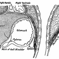 The Diaphragm and Organs in Contact with it