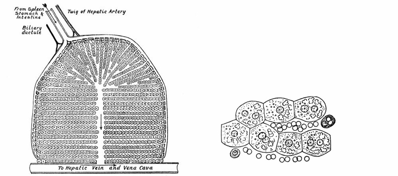 Diagram of a Lobule of the Liver.jpg