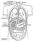 Diagram showing the Relative Positions of the Organs of the Chest and Abdomen.