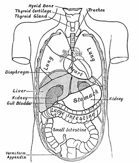 Diagram showing the Relative Positions of the Organs of the Chest and Abdomen.