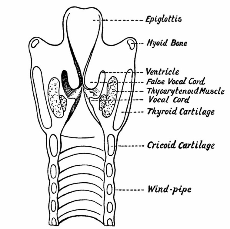 The Anterior Half of the Larynx seen from Behind.jpg