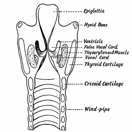 The Anterior Half of the Larynx seen from Behind
