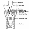 The Anterior Half of the Larynx seen from Behind