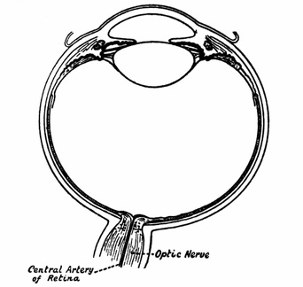 Horizontal Section through the Right Eye