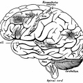 The Surface of the Left Cerebral Hemisphere, Cerebellum,and Medulla Oblongata.