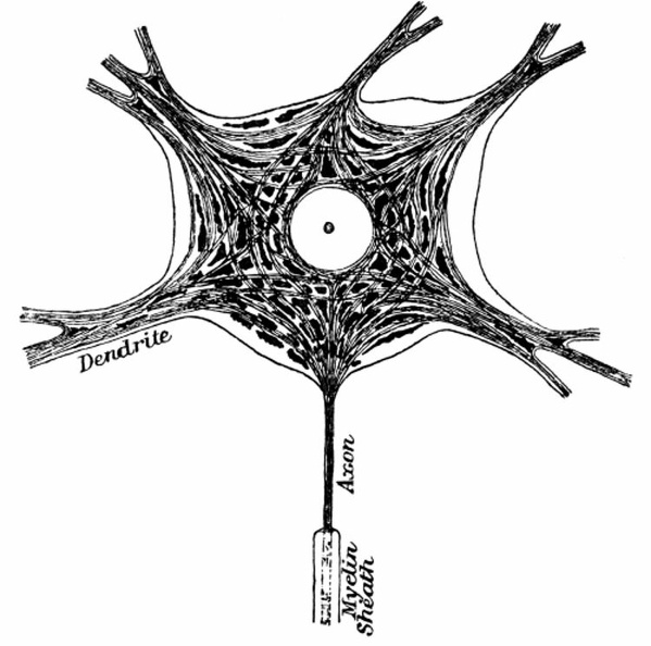 The Body of a Motor Neurone.jpg