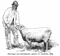Two-year old Southdown sheep