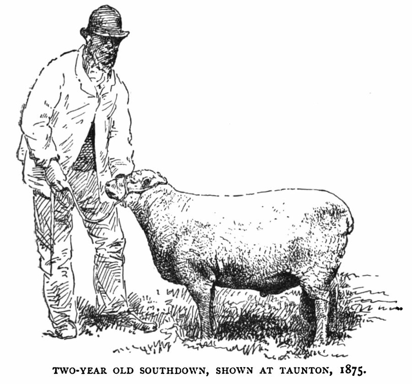 Two-year old Southdown sheep.jpg