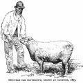 Two-year old Southdown sheep