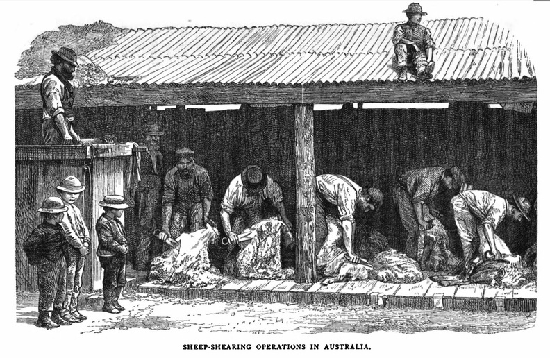 Sheep-shearing operations in Australia.jpg