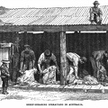 Sheep-shearing operations in Australia