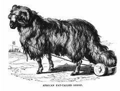African Fat-Tailed Sheep