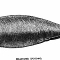 Halicore Dugong