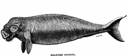 Halicore Dugong